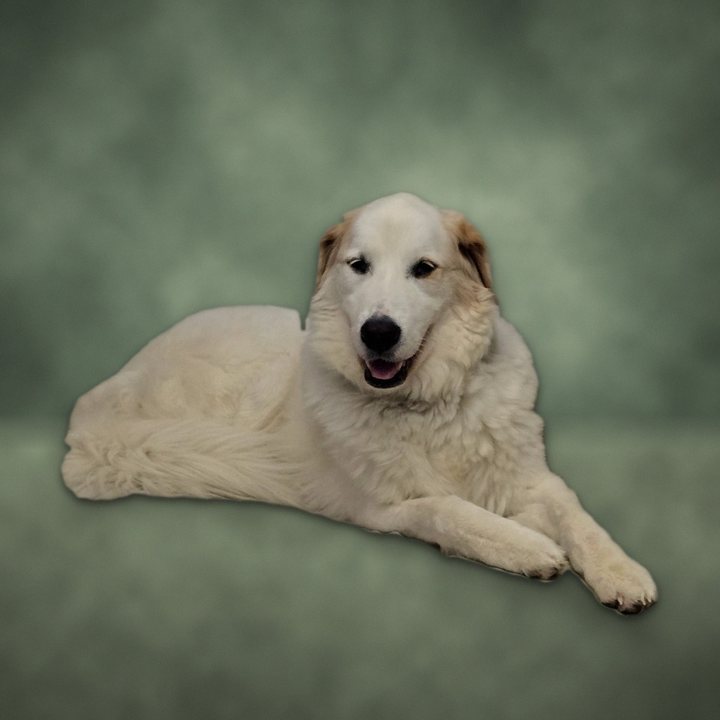 Ghost, a Great Pyrenees